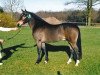Deckhengst Burley Phantom (New-Forest-Pony, 1999, von Luckington Sportaide)