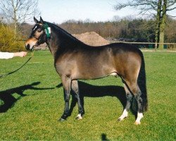 stallion Burley Phantom (New Forest Pony, 1999, from Luckington Sportaide)