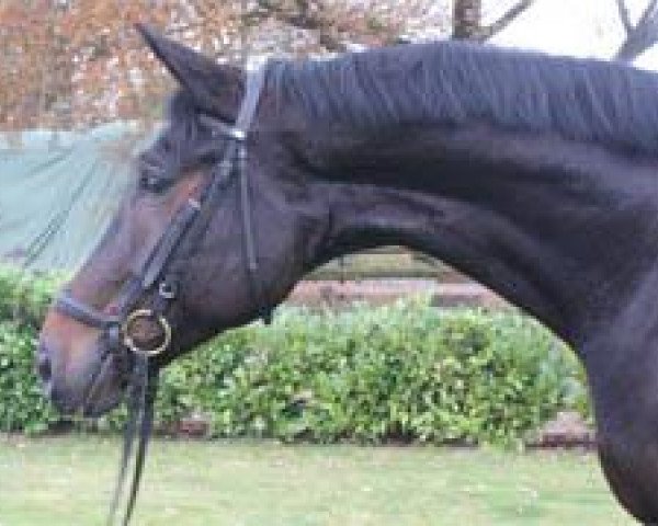 dressage horse Bikkemberg (Hanoverian, 2010, from Benetton Dream FRH 1301)