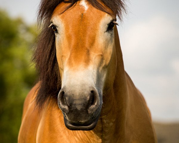 Pferd Erasco (Rheinisch-Deutsches Kaltblut, 2011, von Egmont)