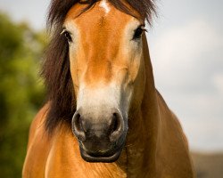 horse Erasco (Rhenish-German Cold-Blood, 2011, from Egmont)