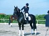 dressage horse Don Amorosso (Oldenburg, 2006, from Don Crusador)