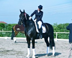 dressage horse Don Amorosso (Oldenburger, 2006, from Don Crusador)