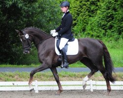 dressage horse Dornröslein (Austrian Warmblood, 2007, from Florestano)