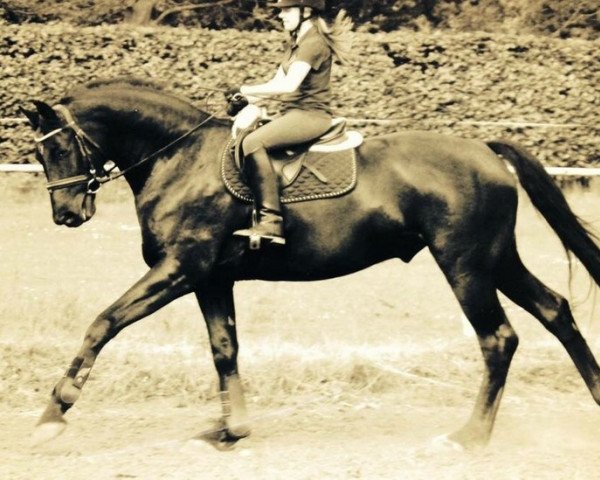 dressage horse Duke (Hanoverian, 2006)