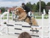 Springpferd Wonderful Dream (6,25% ox) (Haflinger, 2002, von Wolkenstein)