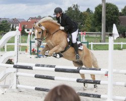 Springpferd Wonderful Dream (6,25% ox) (Haflinger, 2002, von Wolkenstein)