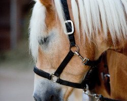 horse Apollo (Haflinger, 2001, from Alando)