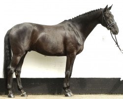 dressage horse Hotmeyer (Hanoverian, 2007, from Hotline)