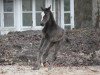 broodmare Gandria (Oldenburg, 2015, from Goldberg)