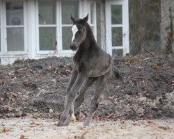 horse Gandria (Oldenburger, 2015, from Goldberg 15)