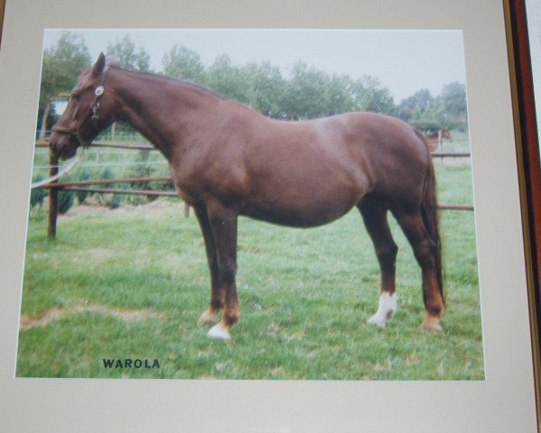 Zuchtstute Warola (Koninklijk Warmbloed Paardenstamboek Nederland (KWPN), 1980, von Apple King xx)