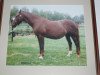 broodmare Warola (KWPN (Royal Dutch Sporthorse), 1980, from Apple King xx)