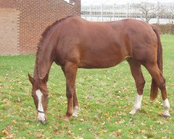 broodmare Parola (KWPN (Royal Dutch Sporthorse), 1997, from Zeus)