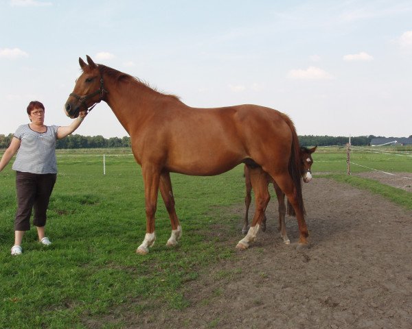 broodmare Warola D (KWPN (Royal Dutch Sporthorse), 2003, from Goodtimes)