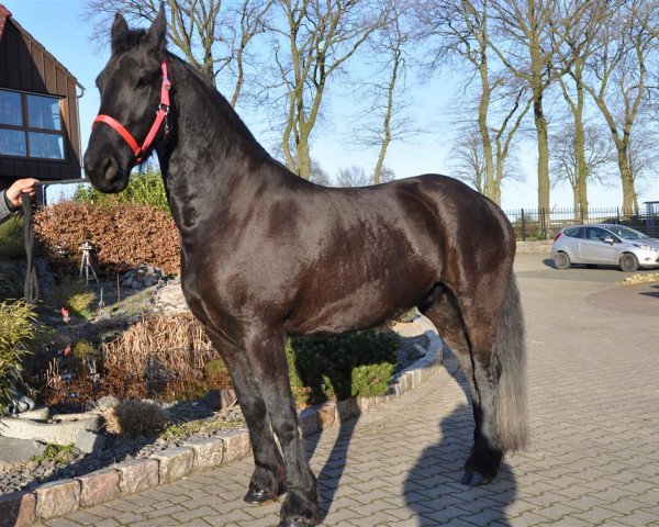 broodmare Friese (Friese, 2011, from Fetse 349)