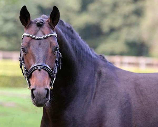 stallion Dantano (Hanoverian, 2010, from Diamond Hit)