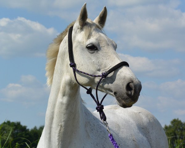 broodmare Candy (Oldenburg, 1998, from Calido I)