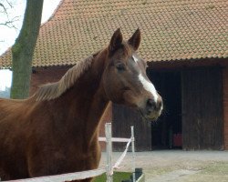 Zuchtstute Le Chaim (Hessisches Warmblut, 1997, von Le Duc)