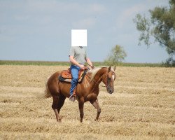 horse Freckles Bar BQ (Quarter Horse, 2007, from Mr. King's Freckles Jr.)