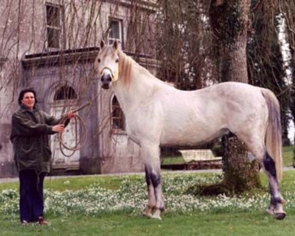 stallion Celio Rufo xx (Thoroughbred, 1980, from Warpath xx)