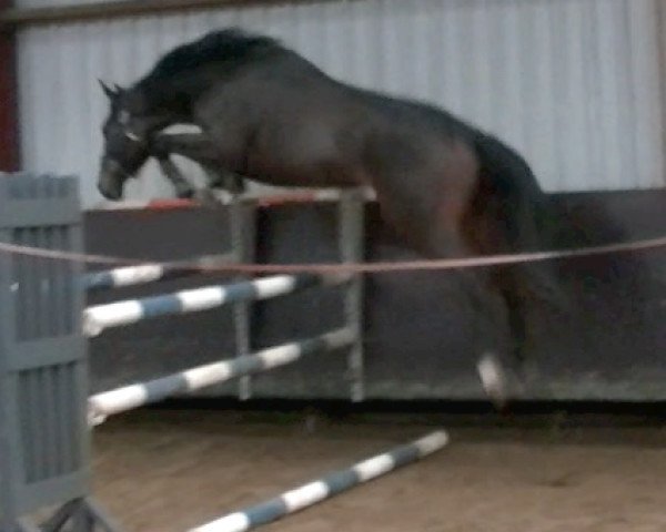 jumper Spartacus x Lux (Zangersheide riding horse, 2012, from Spartacus TN)