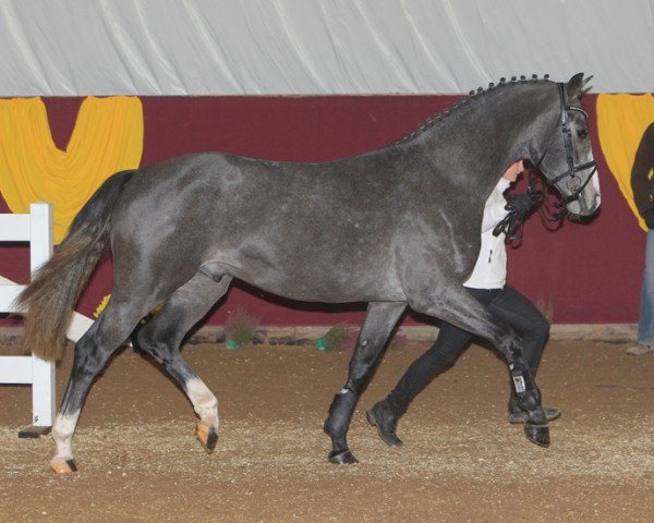 stallion Clyde Ag (Oldenburg show jumper, 2010, from FBW Cayton)