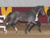 stallion Clyde Ag (Oldenburg show jumper, 2010, from FBW Cayton)