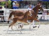 broodmare Räuber 53 (German Riding Pony, 2006, from Douglas)