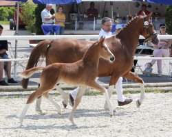 Zuchtstute Räuber 53 (Deutsches Reitpony, 2006, von Douglas)