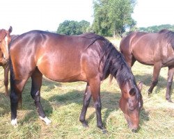 broodmare Coeur de Soleil (German Sport Horse, 2012, from Cinsey)