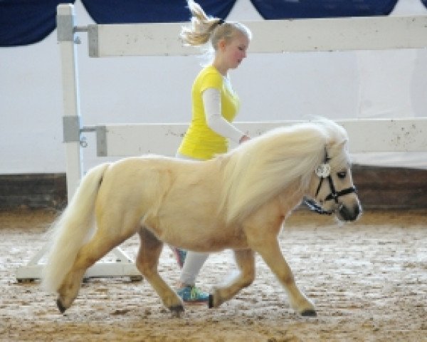 Deckhengst Pursuit of Happiness (Shetland Pony (unter 87 cm), 2000, von Fleetwood Ley Poppstar)