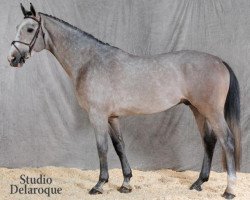 stallion Stormy de Sivry (Selle Français, 2006, from Quite Capitol)