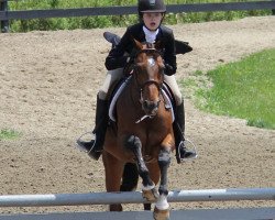 dressage horse Bacardi (German Riding Pony, 1996, from Black Boy)