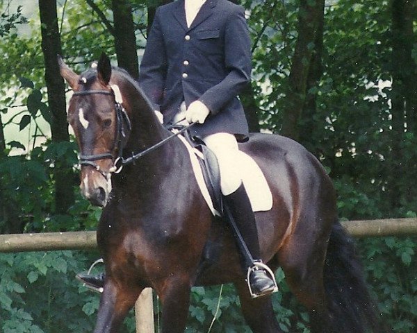 Pferd Remington K (Sachsen-Anhaltiner, 1993, von Rame Z)