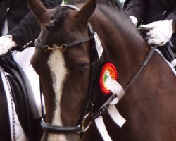 broodmare Holsteins September (Welsh-Cob (Sek. D), 2001, from Palatinate Rodrigo)