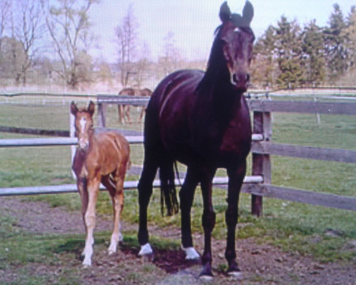 broodmare Fejashi (Westphalian, 1996, from Florestan I)