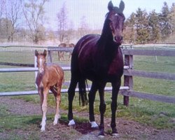 broodmare Fejashi (Westphalian, 1996, from Florestan I)