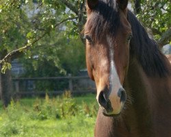 jumper Finefellow (Hanoverian, 2006, from For Edition)