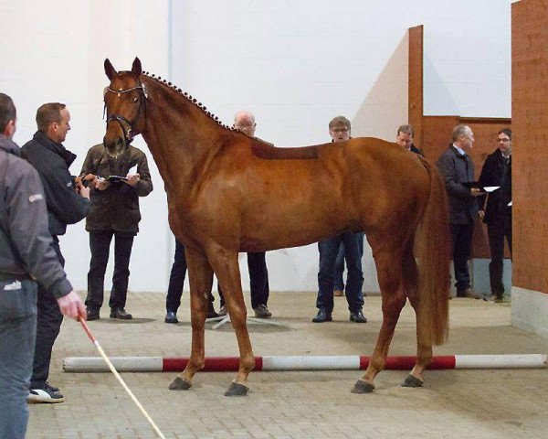 stallion Lontano (Hanoverian, 2011, from Londonderry)