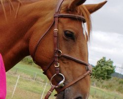 broodmare Jolina (German Warmblood, 2005, from Cyper Space)