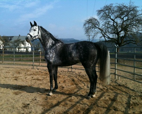 dressage horse D' Amour (Hanoverian, 2004, from Don Frederico)