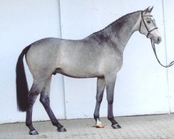 stallion Clinsmann 2 (Holsteiner, 2005, from Cassini II)