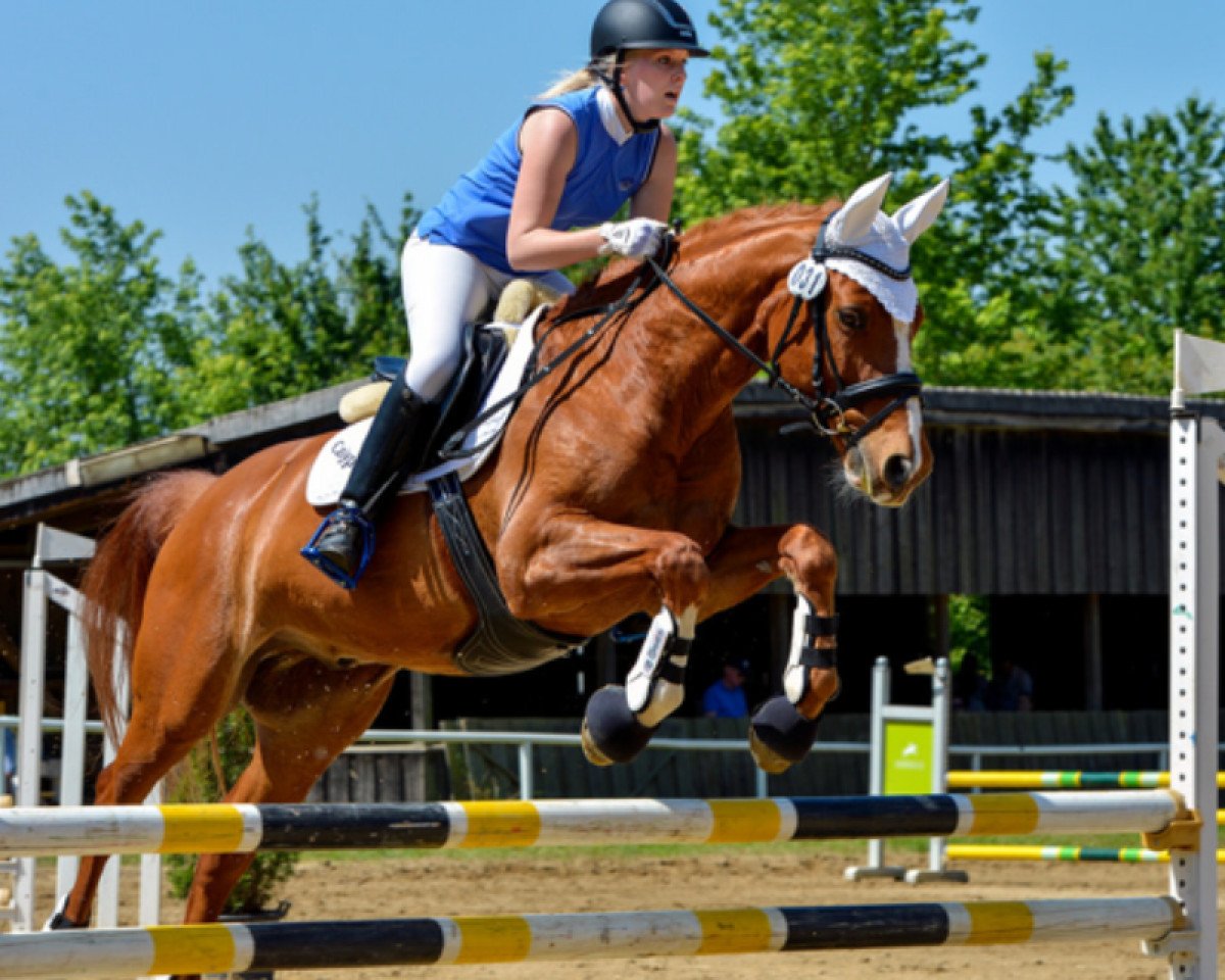 dressage horse Calypso 380 (Zweibrücken, 2001, from Cayman)