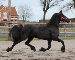 broodmare Janet (Friese, 2011, from Tsjalke 397)