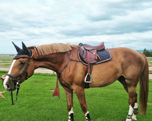 Springpferd Diamonique Z (Zangersheide Reitpferd, 2017, von Diamant de La Lande)