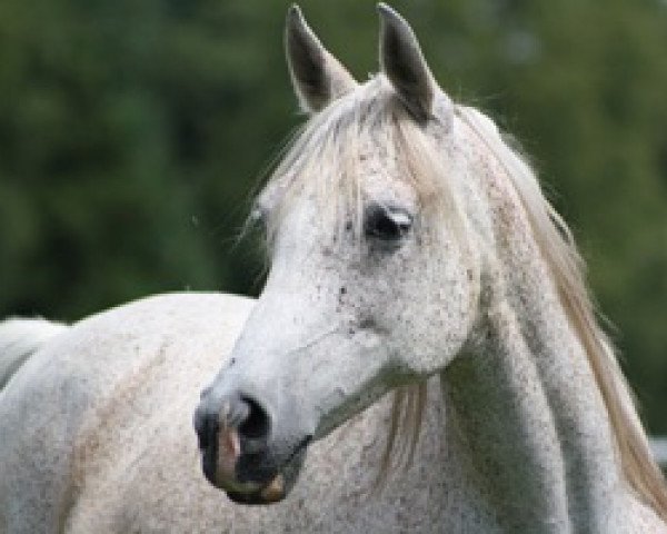 broodmare Diara ox (Arabian thoroughbred,  , from Euben 1972 ox)