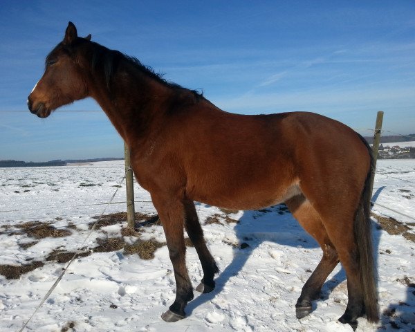 broodmare Hadjallah (Anglo-Arabs, 2004, from Nurabid ox)