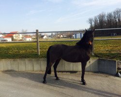 broodmare Nowa W (German Riding Pony, 2000, from Nion)