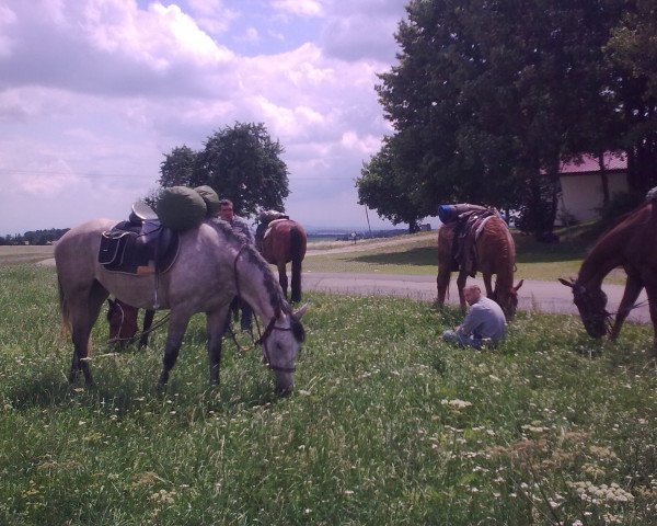 horse Contella (German Warmblood, 2005, from Contender)